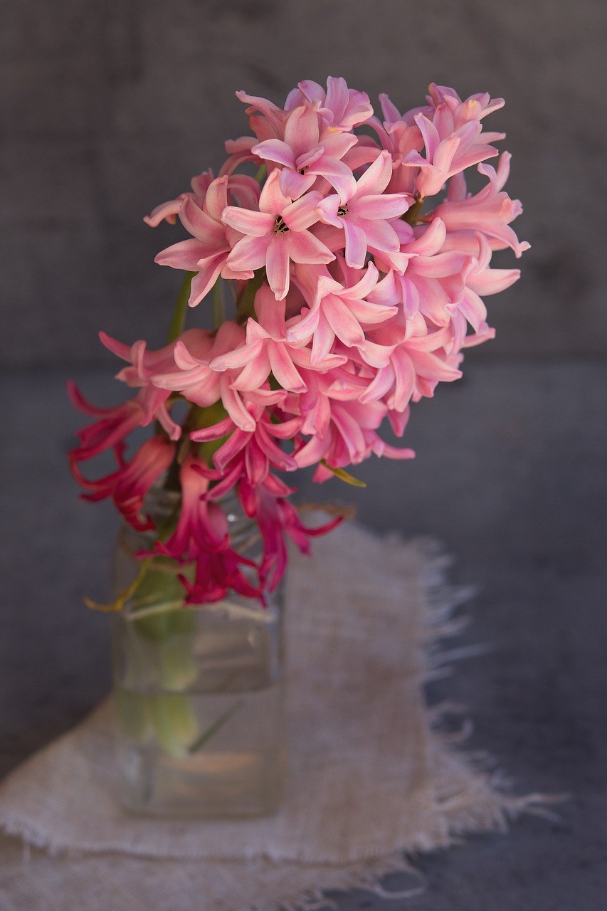 风信子,花,粉红色