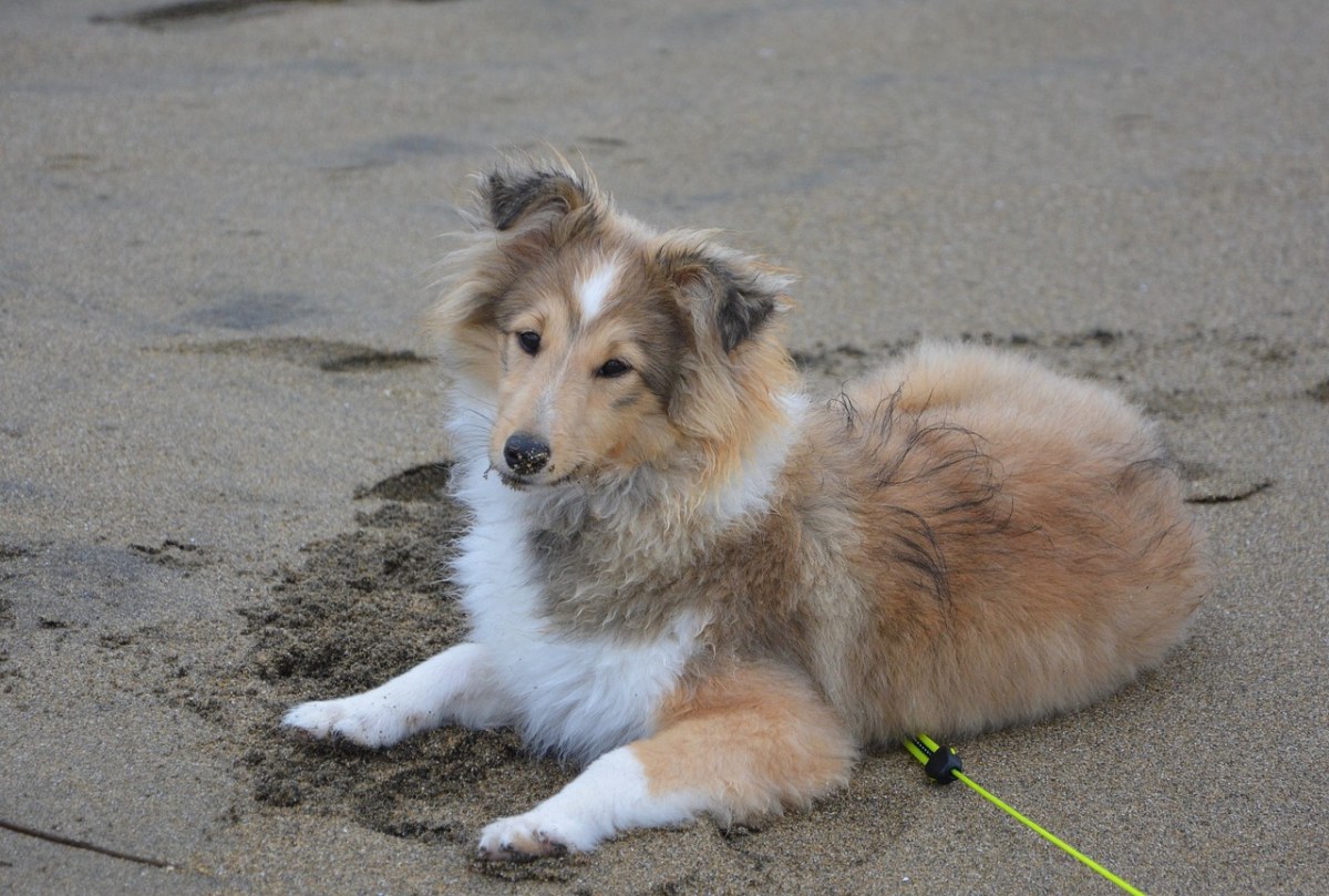 设得兰群岛牧羊犬