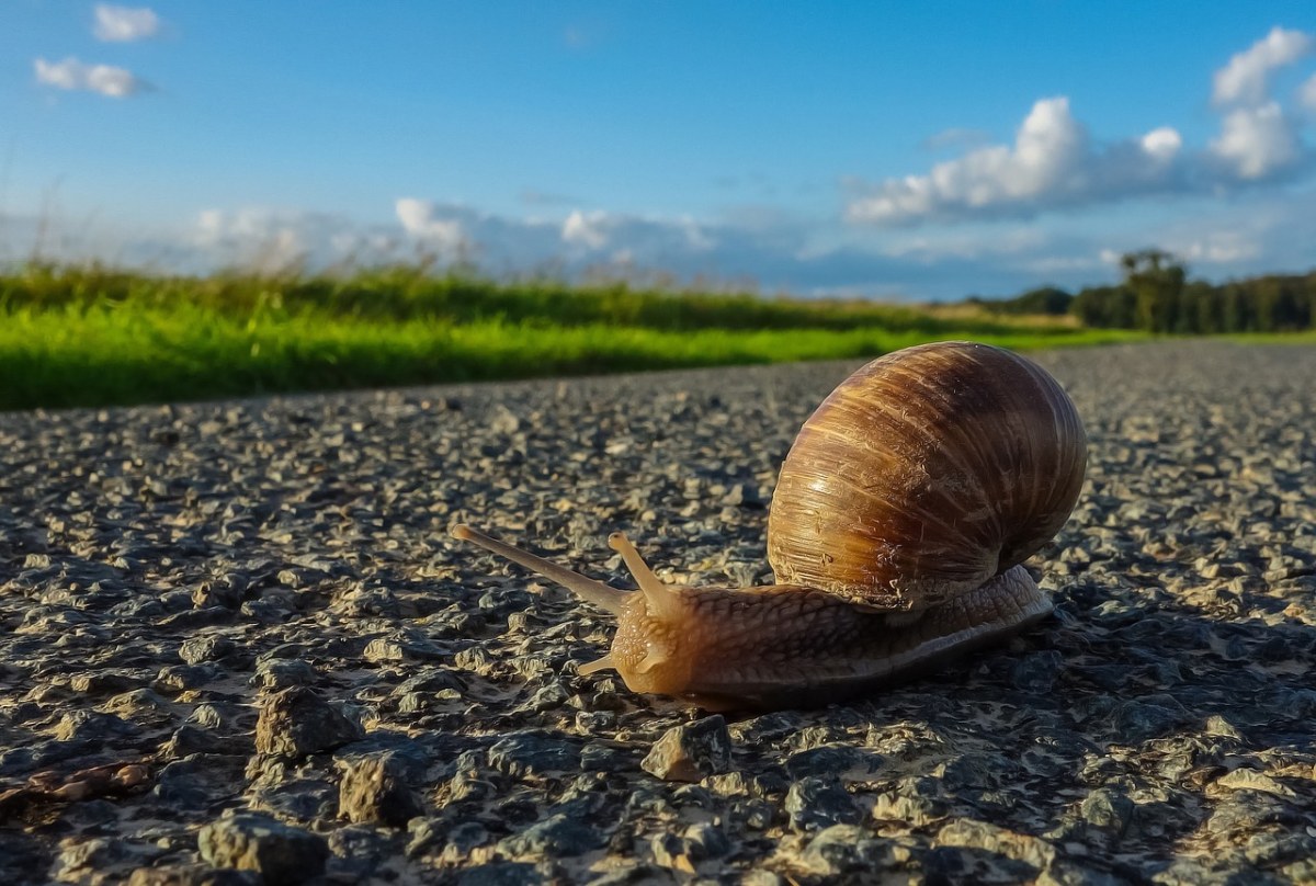 公路路面慢慢地爬行的蜗牛免费图片