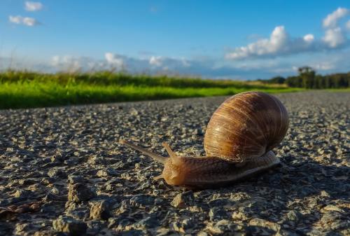 公路路面慢慢地爬行的蜗牛