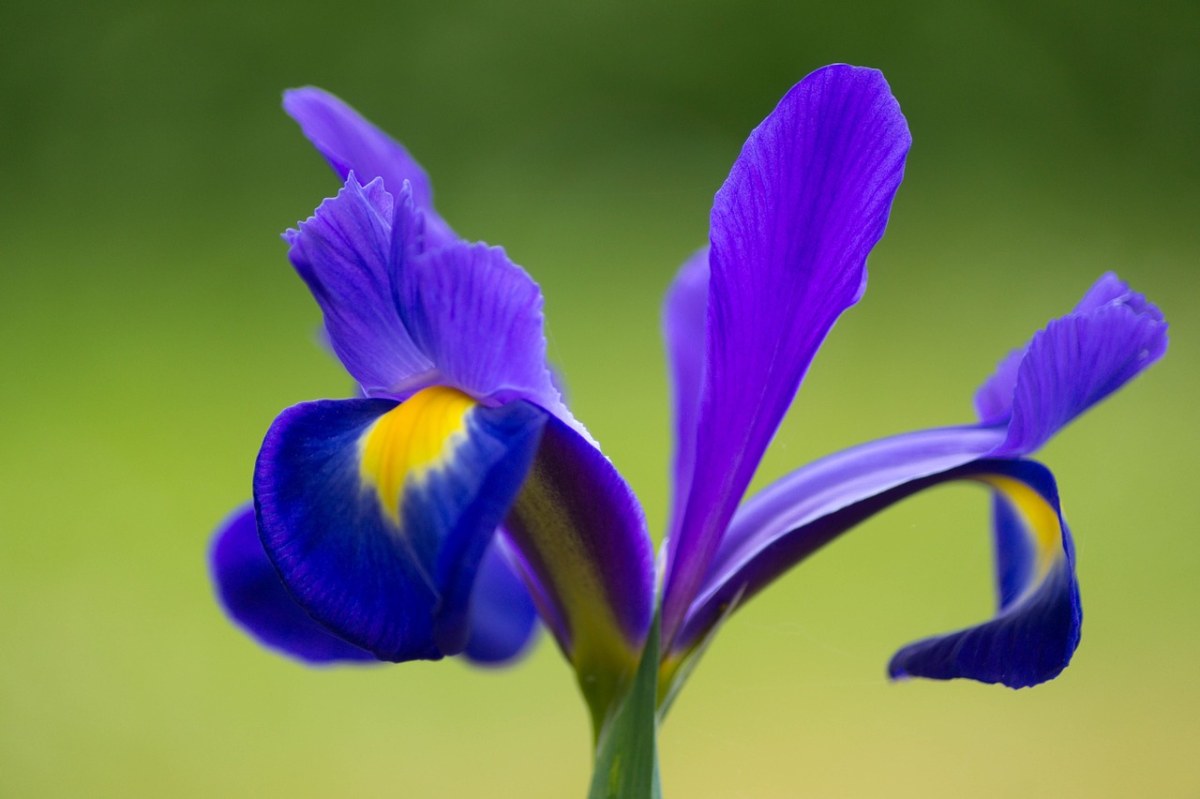 鸢尾花、花、紫色免费图片