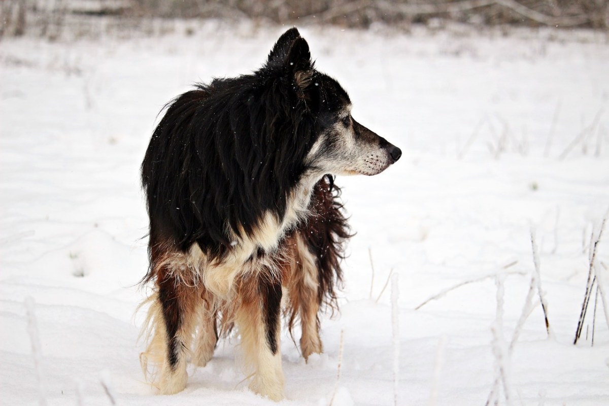 雪、冬天、狗免费图片