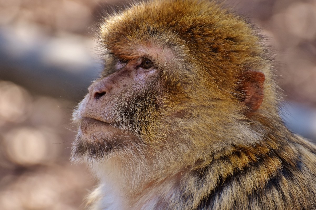 巴巴利猿、濒危物种、猴子山姆免费图片