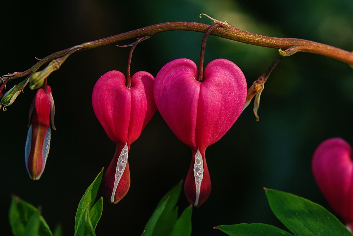 流血的心、花、天然粉红色免费图片