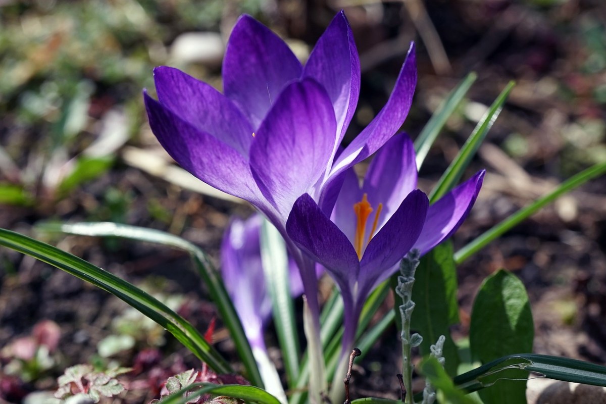 藏红花、春天、早布卢默免费图片