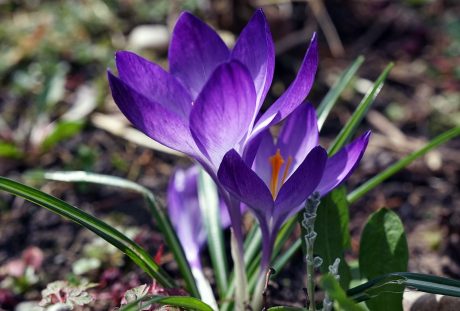 藏红花、春天、早布卢默