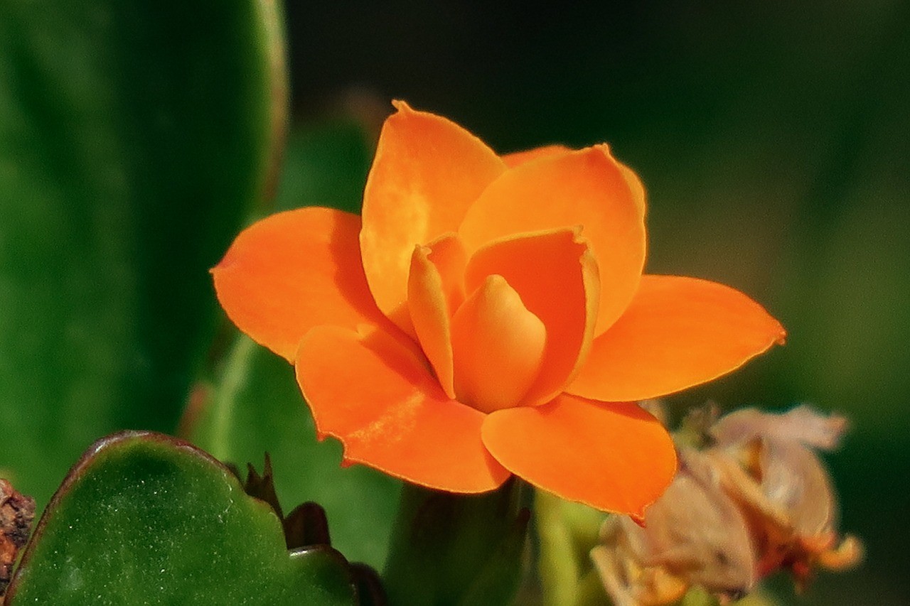 长寿花,大自然,植物