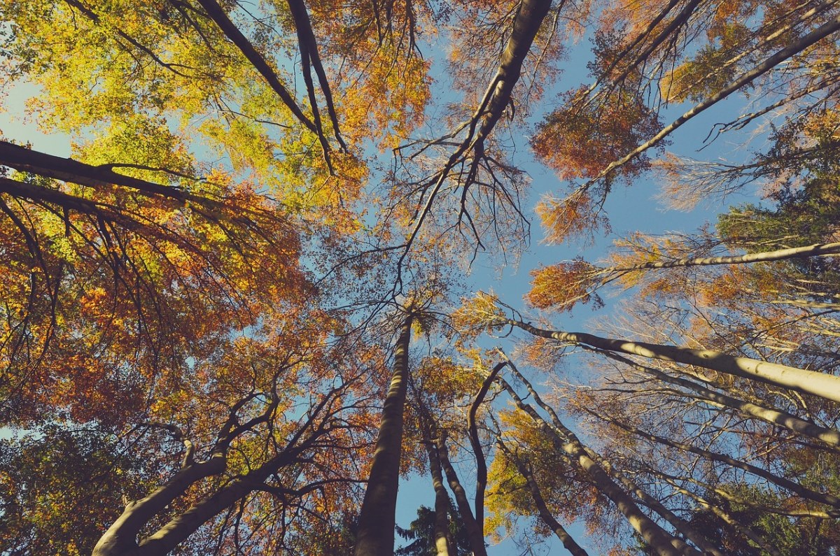 秋、树、秋天免费图片