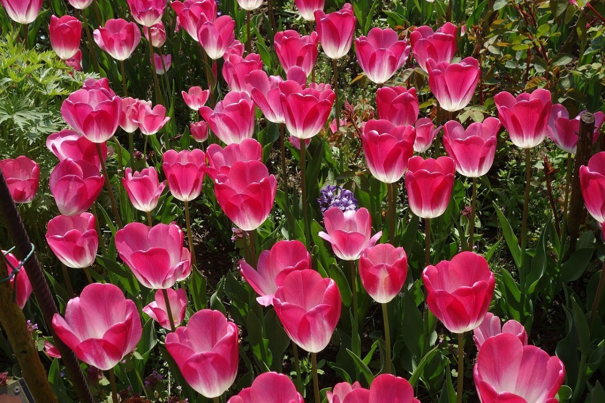 郁金香花朵免费图片