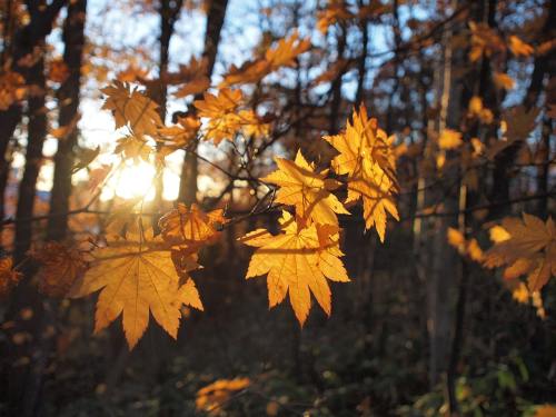 秋季树叶、阳光、秋季