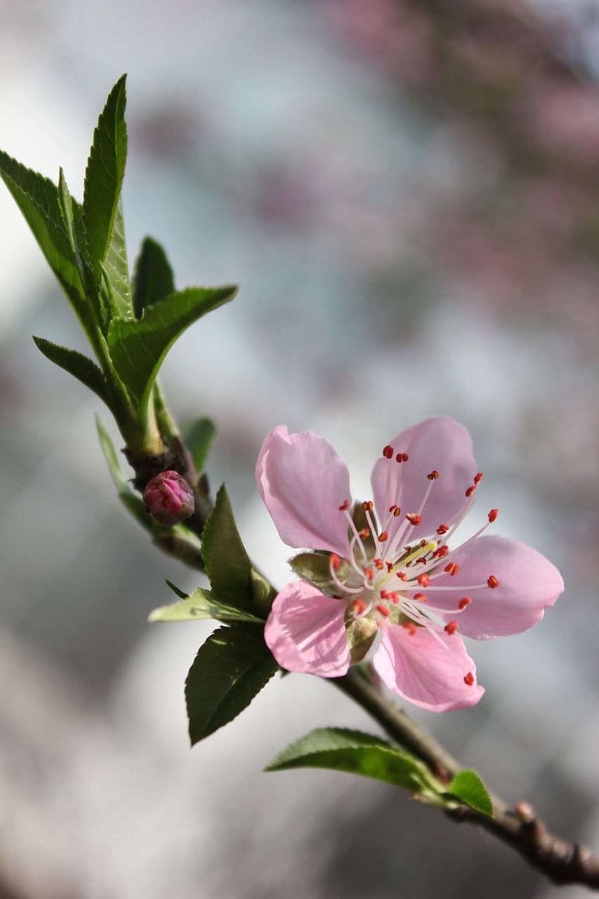 桃花,櫻花,春天