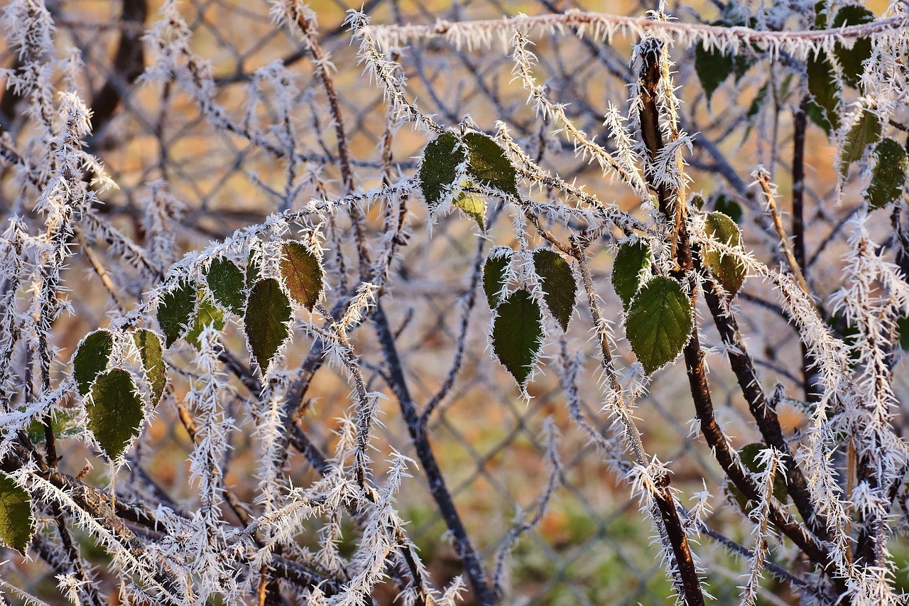 冬天常见的树叶图片
