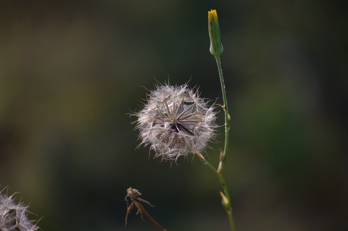 植物、花卉免费图片