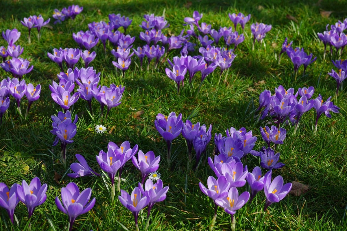 藏红花、花多、填充免费图片