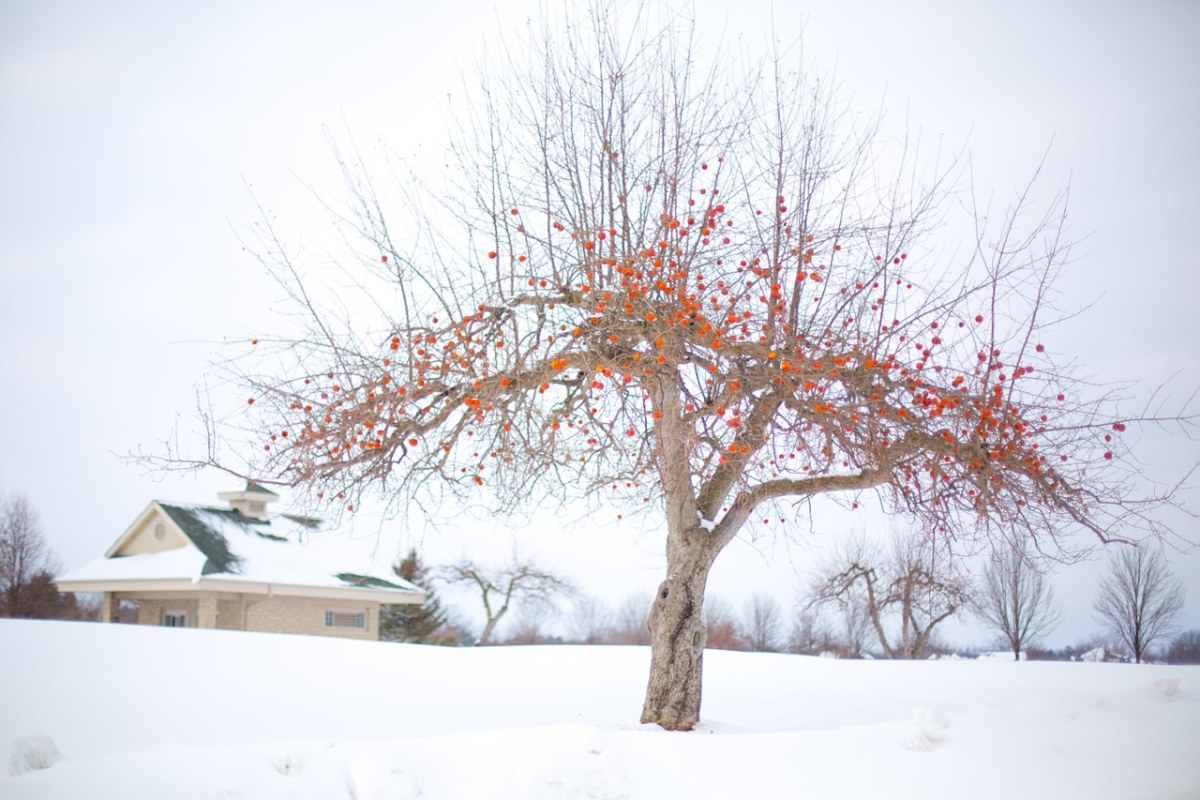 苹果树、冬季苹果树、冬天免费图片