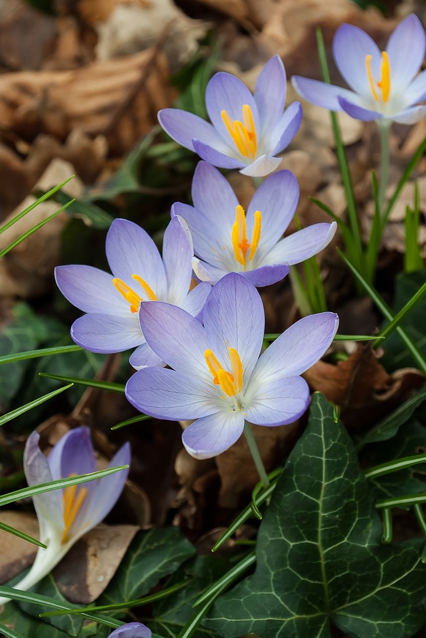 番红花,春天,鲜花