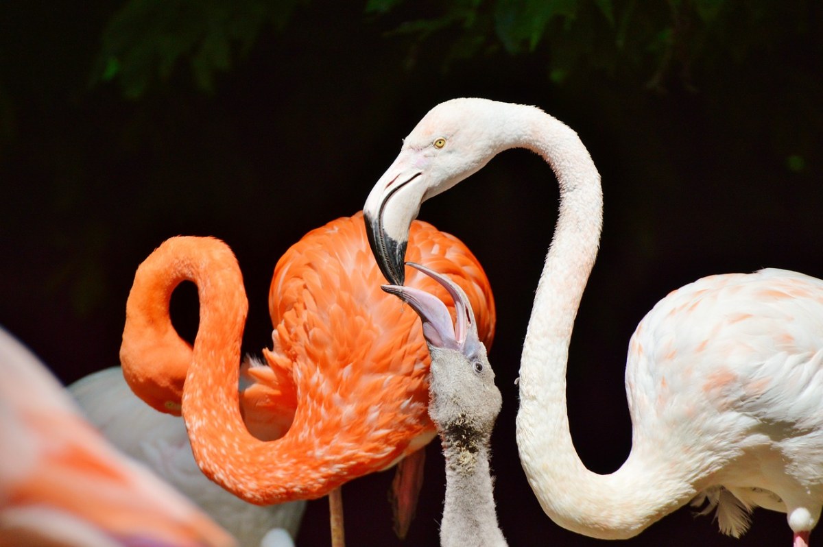 弗拉明戈,鸟,粉红色