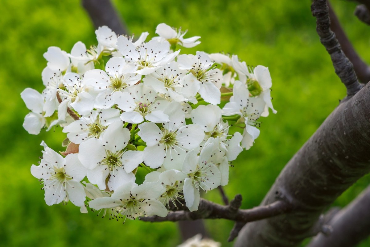 春天的梨花图片免费图片