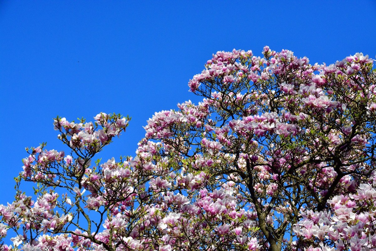 春天的玉兰树免费图片