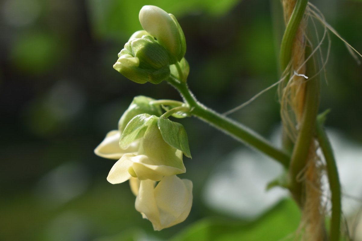 绿豆瓣花的图片欣赏图片