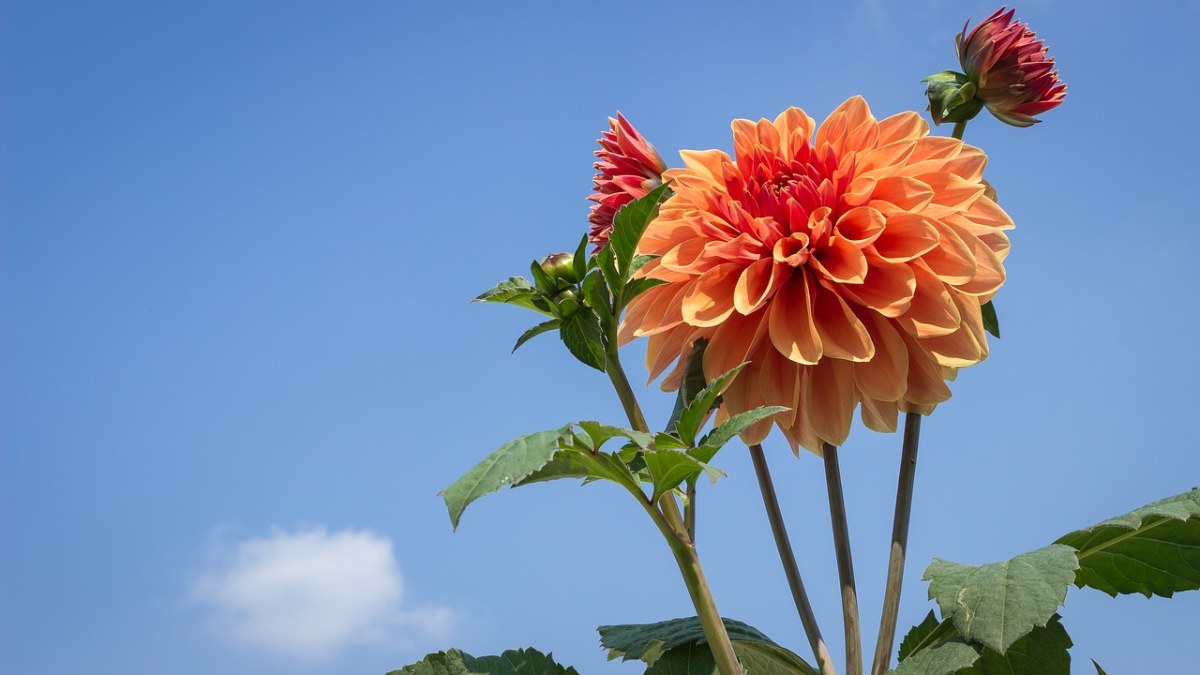 大丽花花、花免费图片