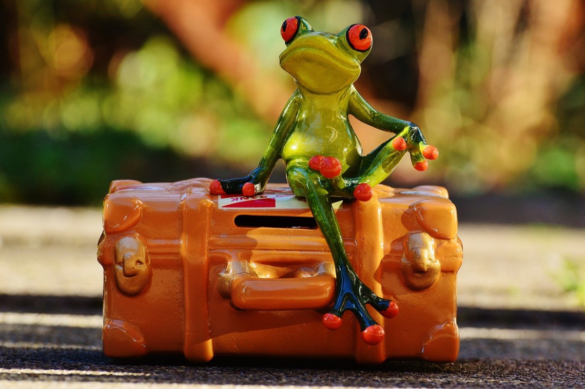 青蛙、旅行、假期免费图片