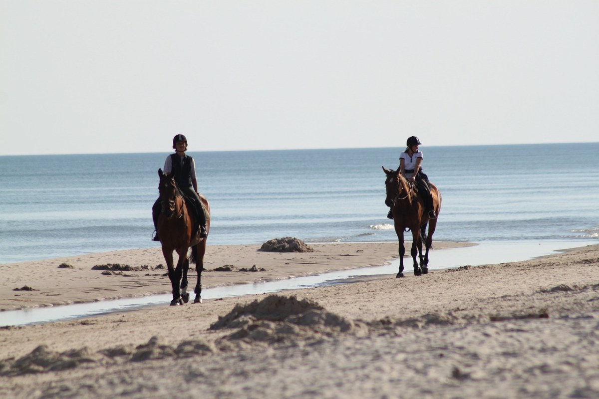马、骑马、砂免费图片