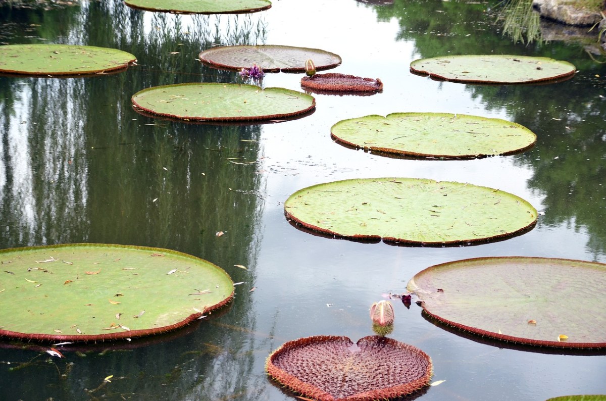 莲花、鲜花、半圈免费图片