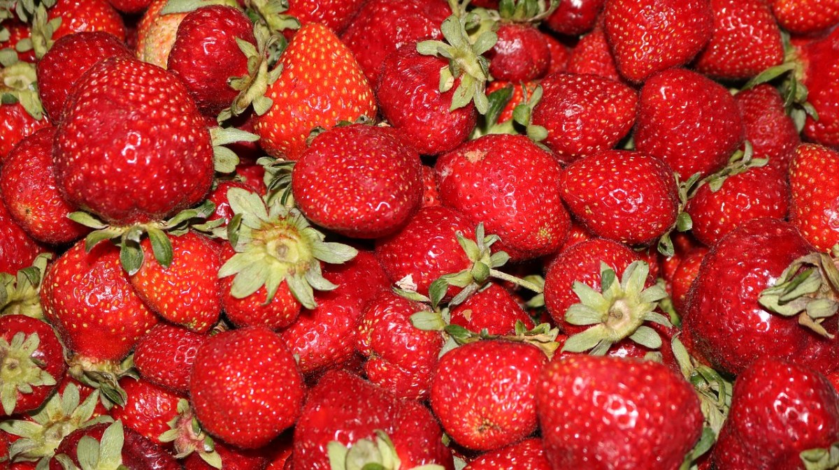 草莓、水果、健康免费图片