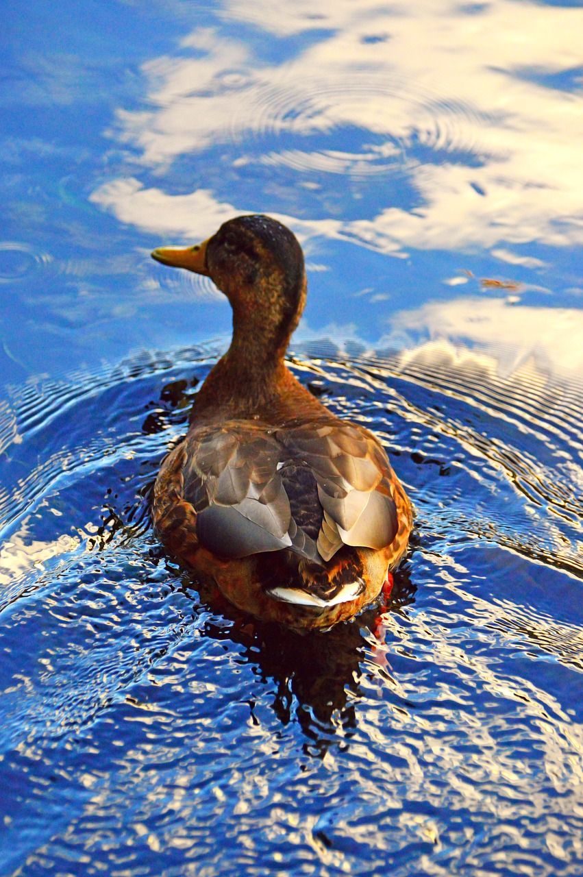 851_1280竖版 竖屏