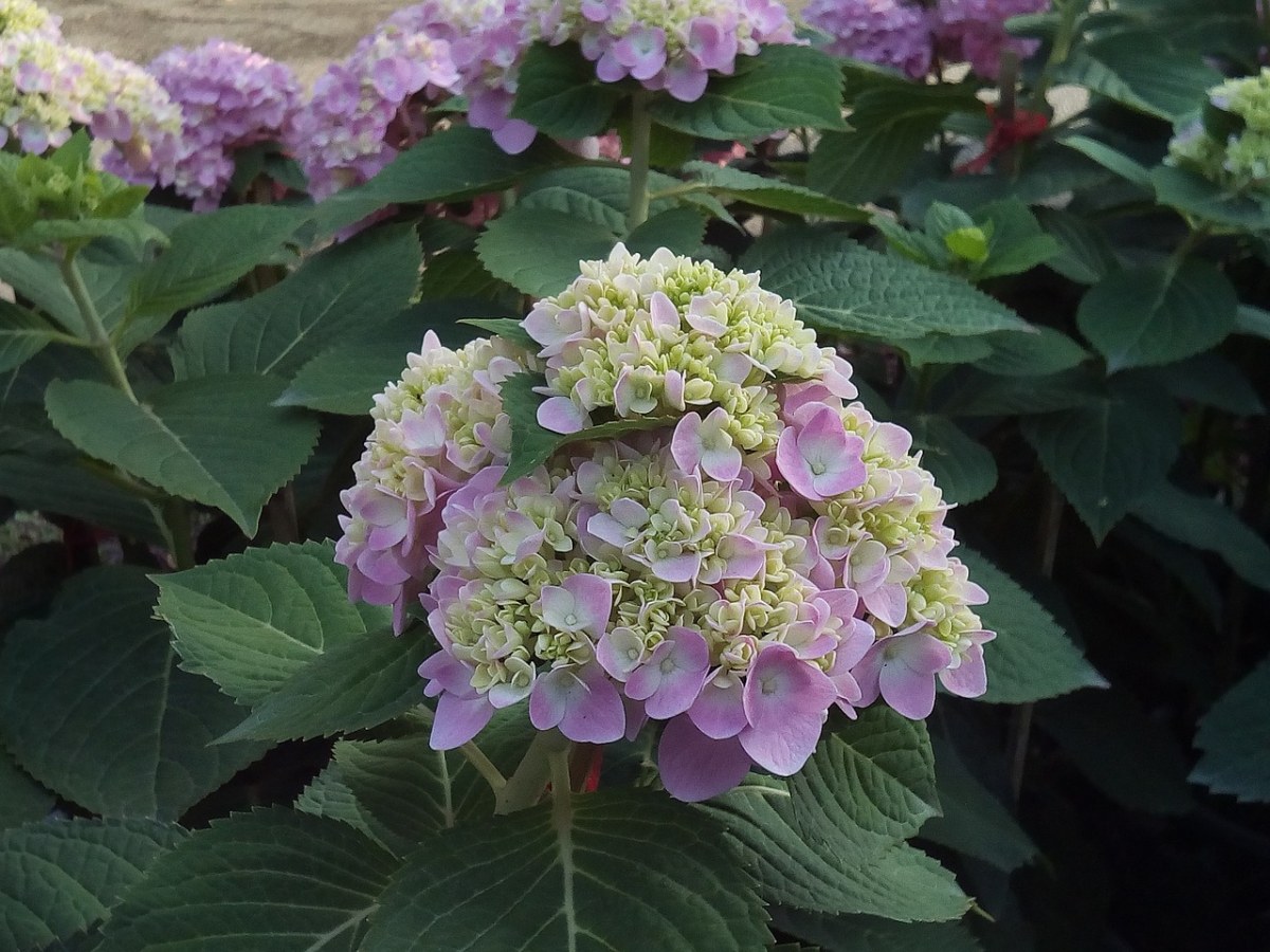 其他培訓服務,繡球花佳,性質