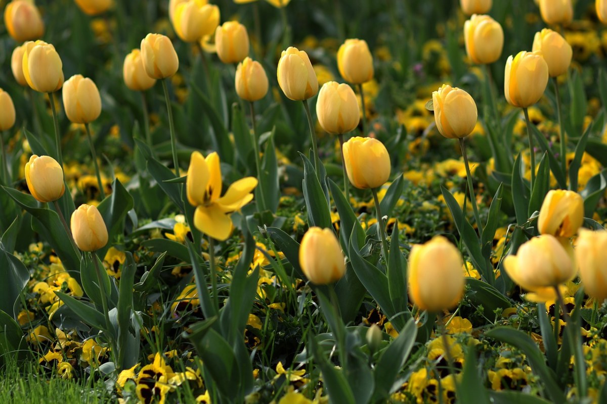 郁金香、鲜花、黄色免费图片