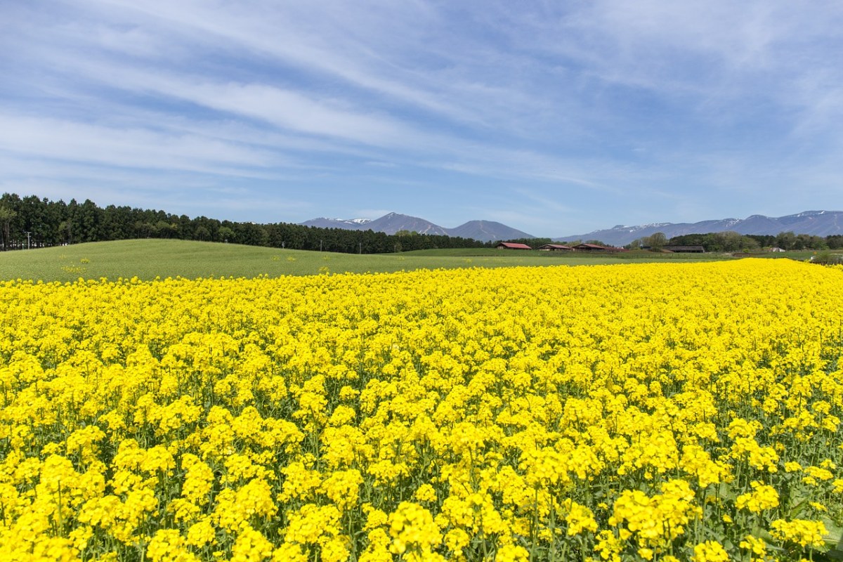 春天的田园风景 - 免费可商用图片 - CC0素材网