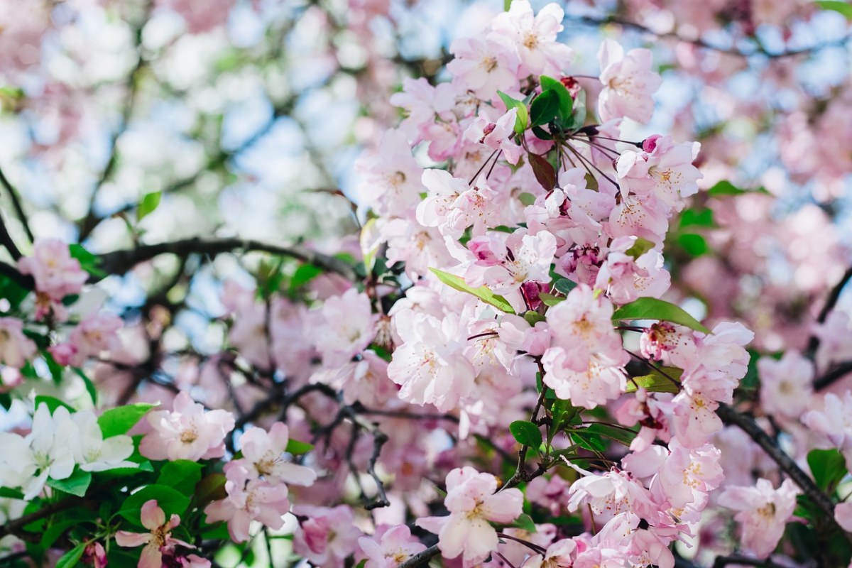 春天的花背景图片免费图片