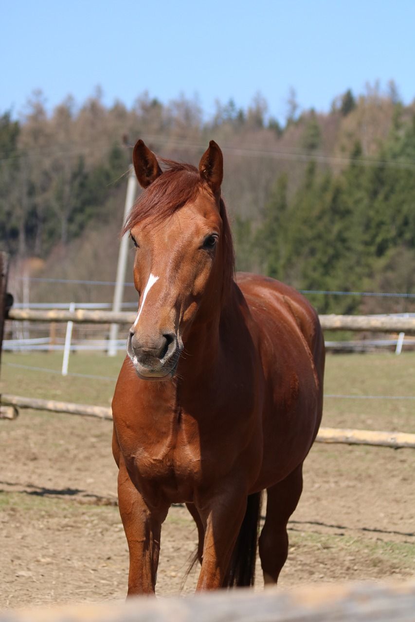 棕色马稳定