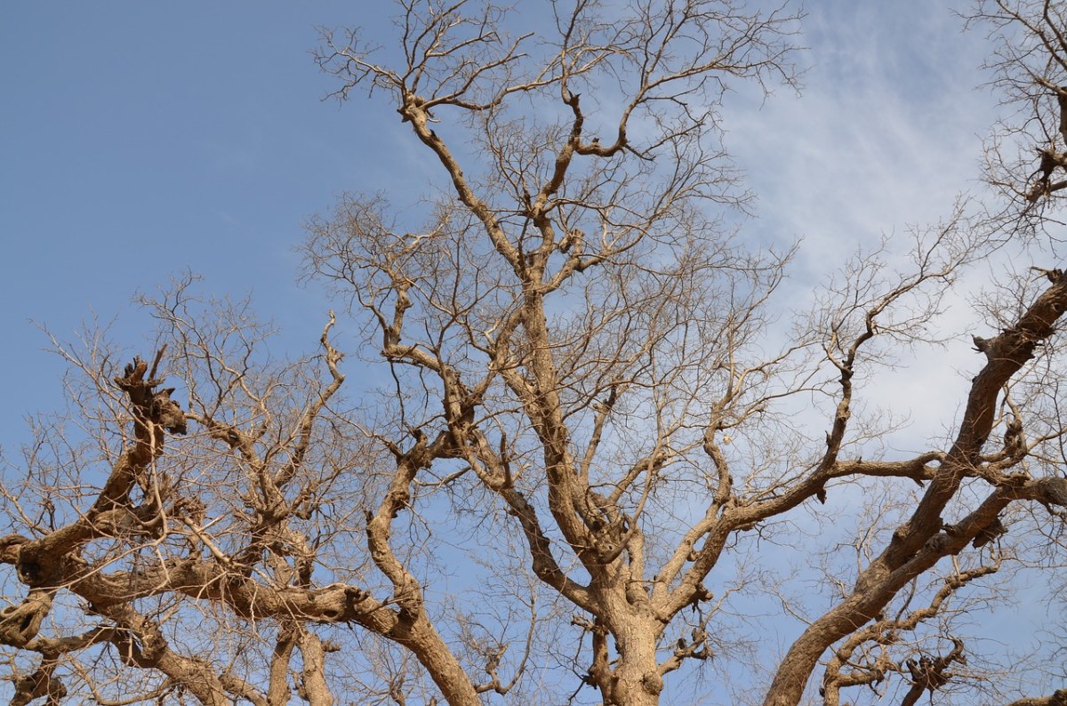 树,枝杈,木材 - 免费可商用图片 - cc0.cn