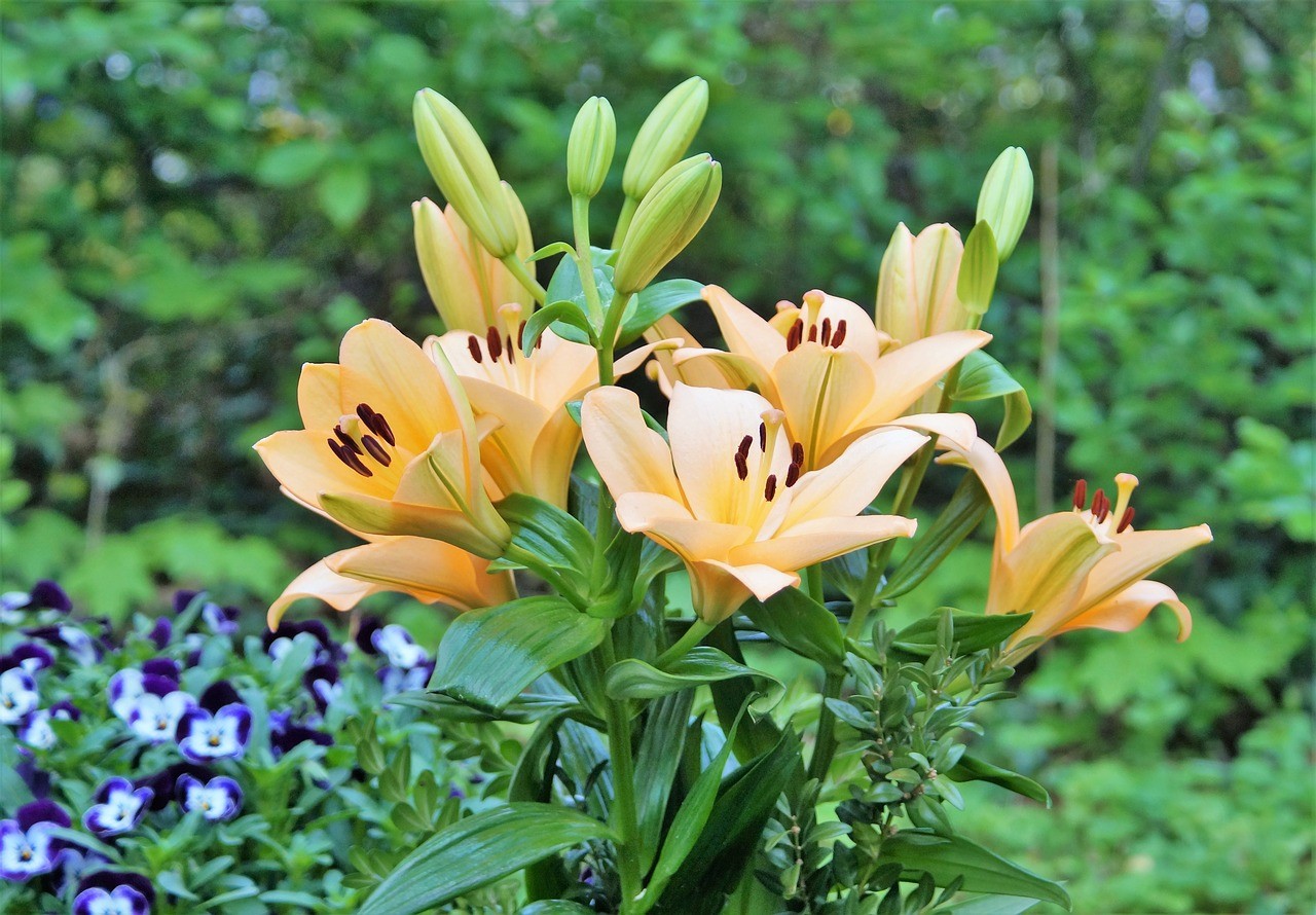 花,百合,开花