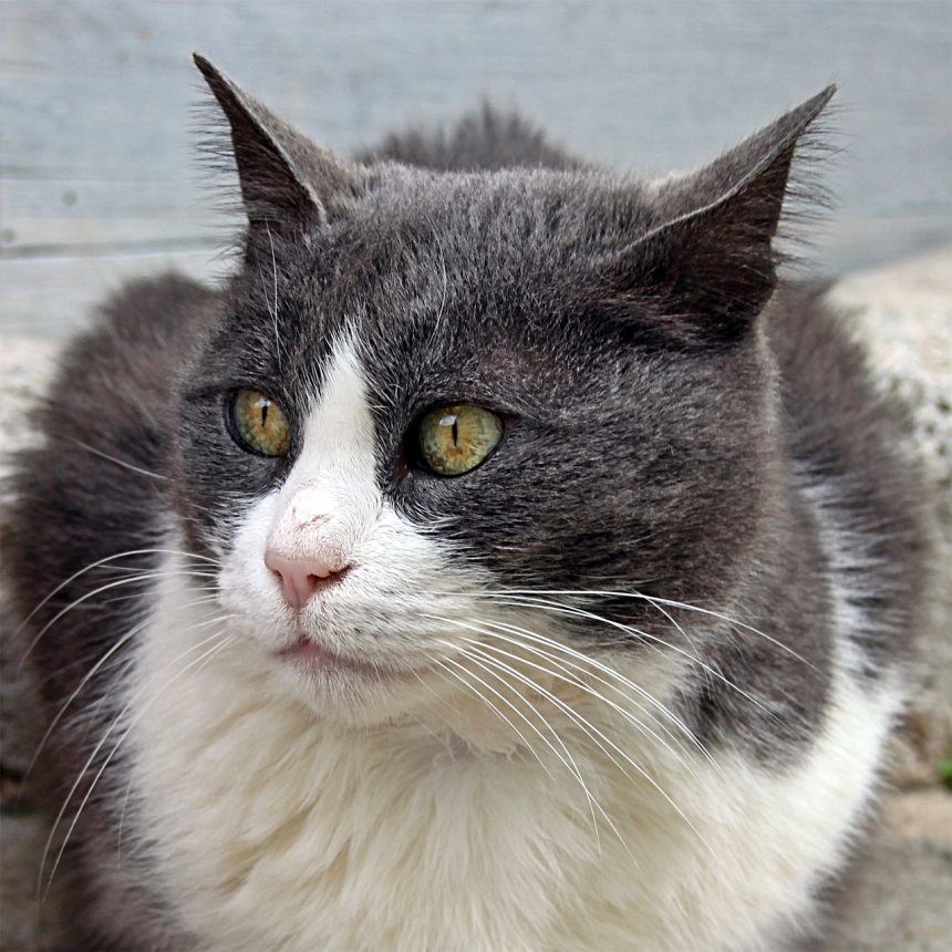 猫,国内的猫,宠物