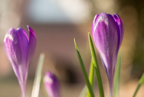 藏红花、春天、鲜花