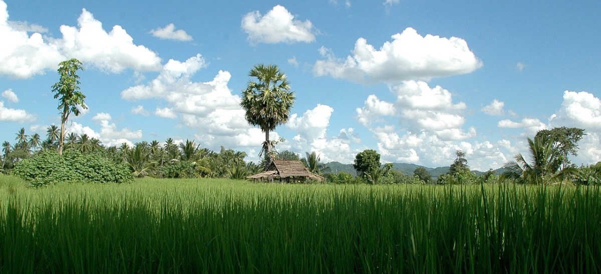 稻田的水稻农作物图片免费图片