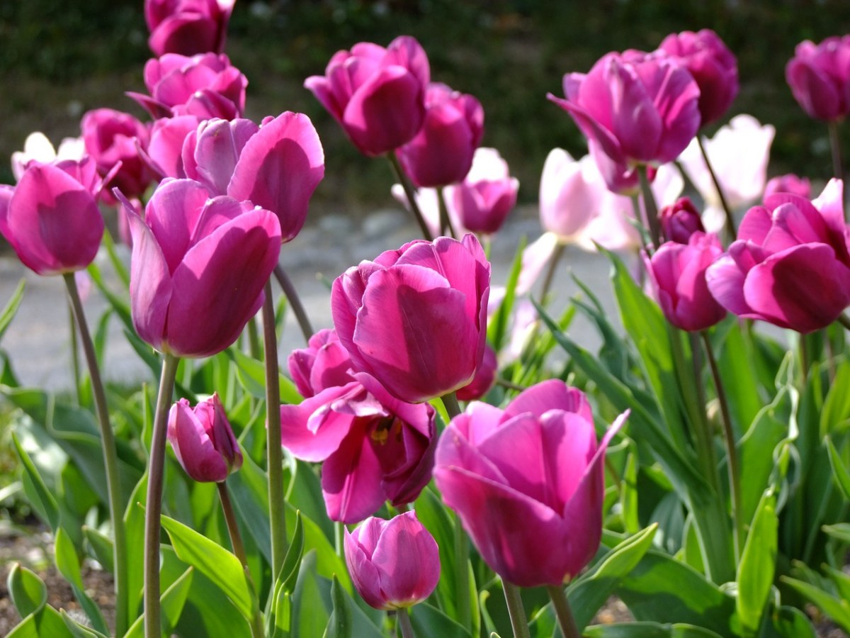 紫红色的郁金香花朵免费图片