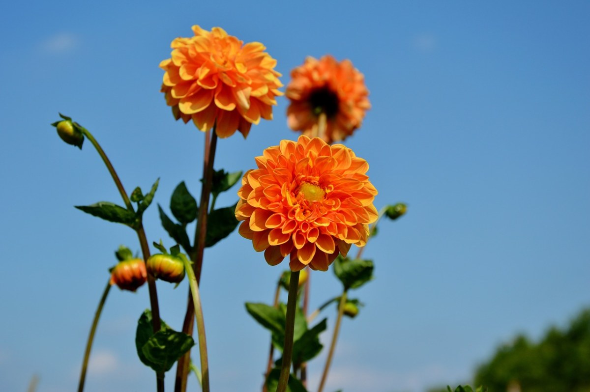 娇琴纱、大丽花花、花免费图片