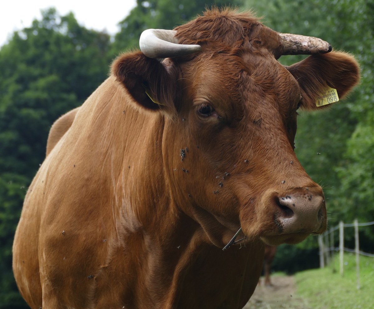 牛、牛肉、飞谱斑免费图片