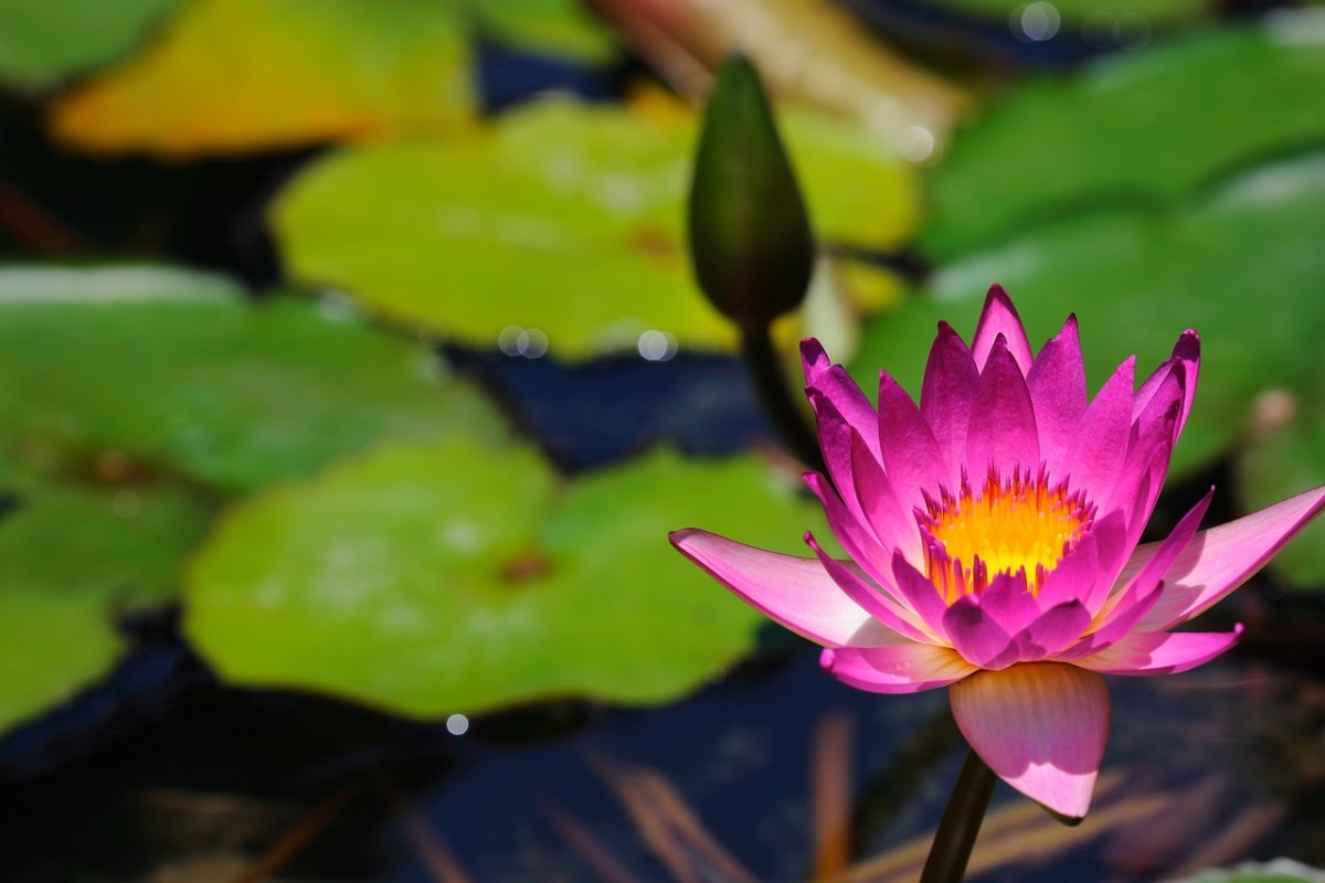 莲花、池、植物区系免费图片