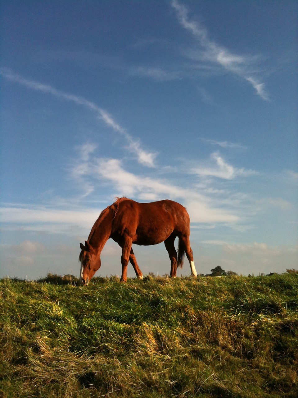 草原上放牧的骏马免费图片