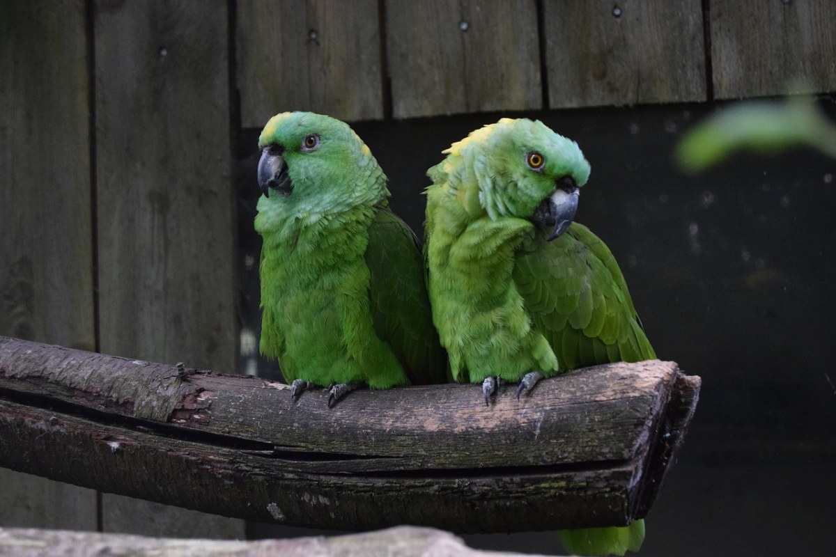 亚马逊人、鹦鹉、鸟免费图片