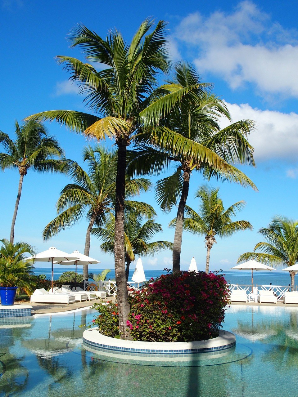海边度假村游泳池里的椰子树免费图片