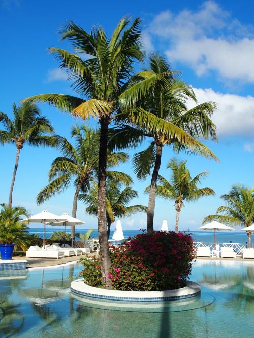海边度假村游泳池里的椰子树