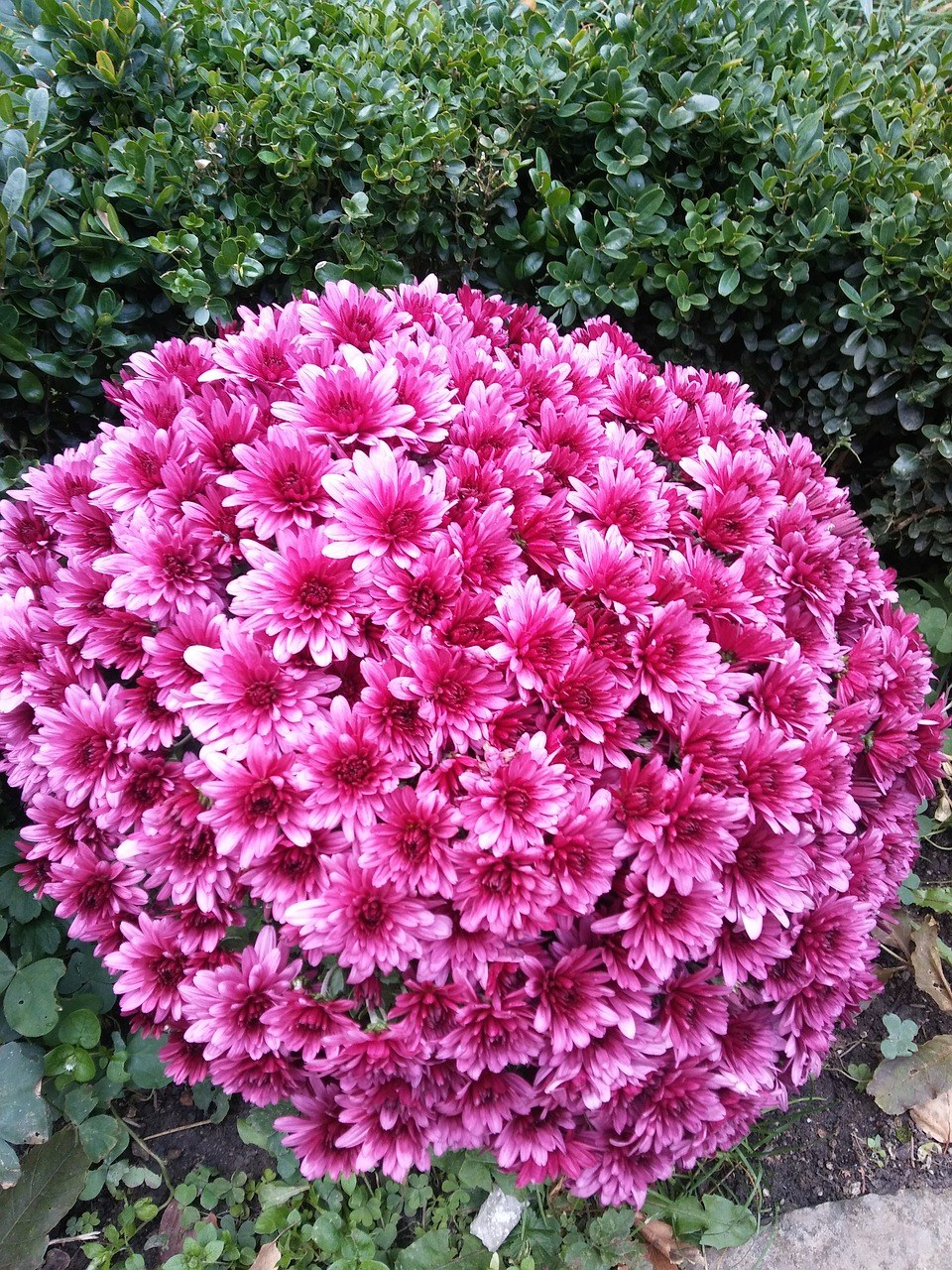 花、保加利亚、粉红色免费图片