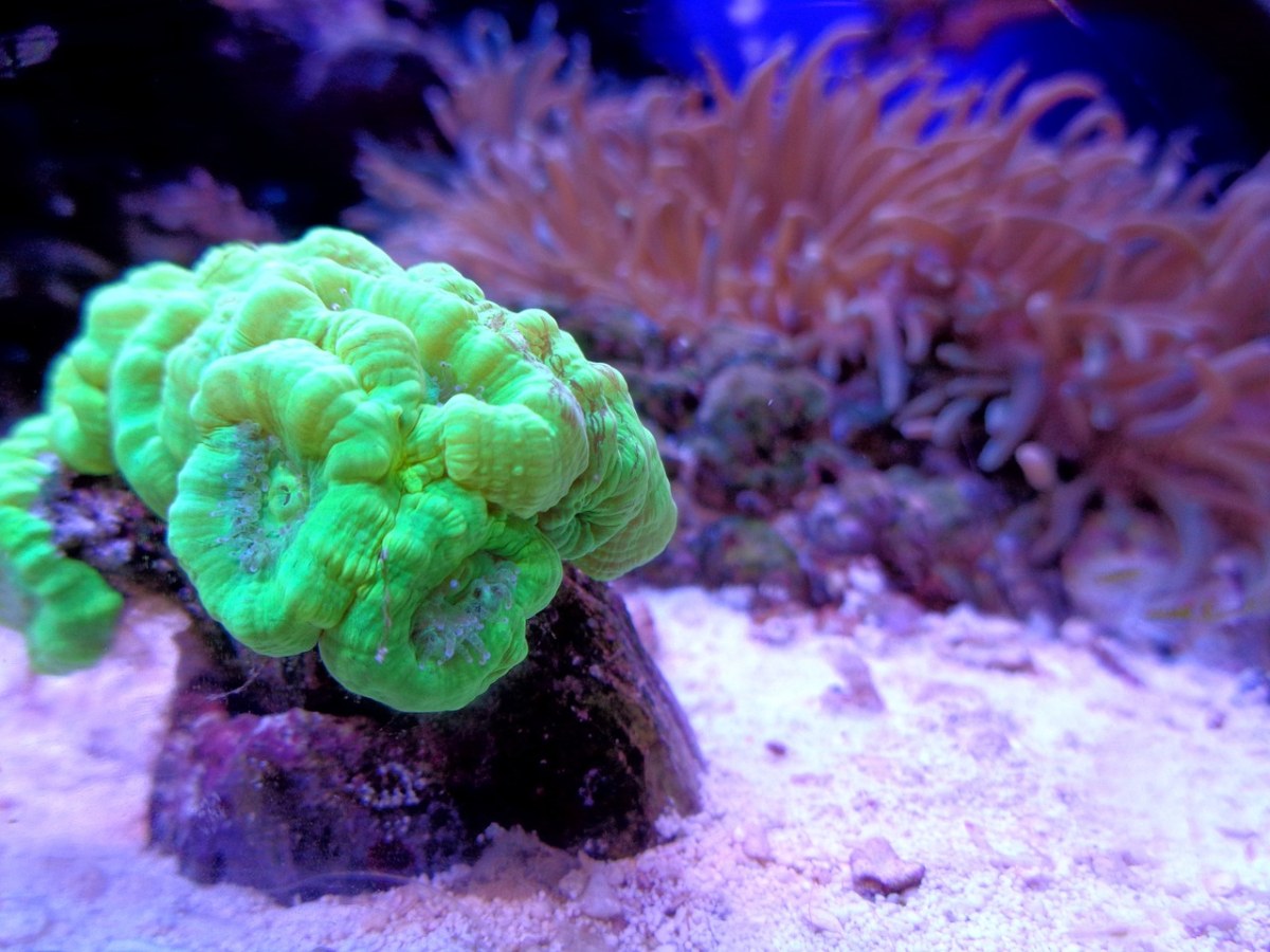 珊瑚和弥勒黄图片